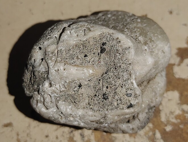 Questionable Biradiolites