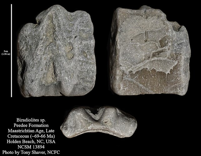 Biradiolites sp NCMNS ID