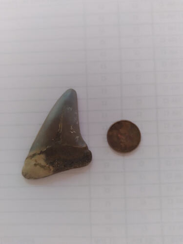 SharkToothJM