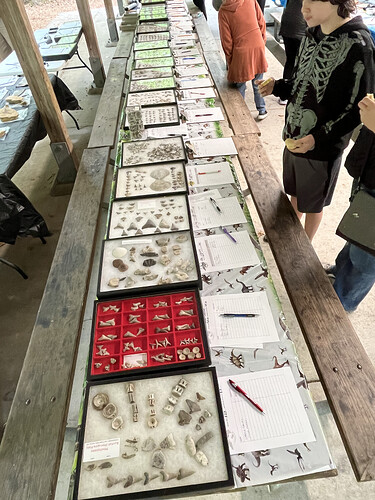 Fossil Displays