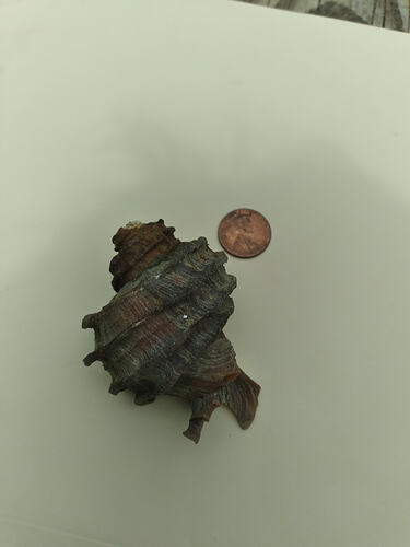 Ecphora